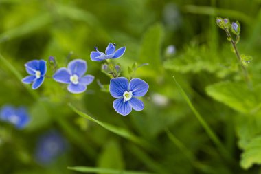 Veronica Persica yeşil bulanık bir arkaplanda