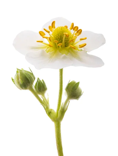 Клубничный Цветок Изолирован Белом — стоковое фото