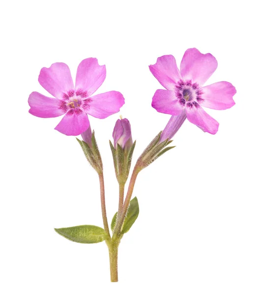 Plazící Phlox Phlox Subulata Izolované Bílém Pozadí — Stock fotografie