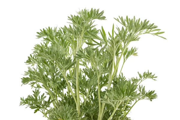 Artemisia Absinthium Geïsoleerd Witte Achtergrond — Stockfoto