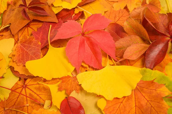 Фон Сухих Листьев Осенью Опадают Листья — стоковое фото
