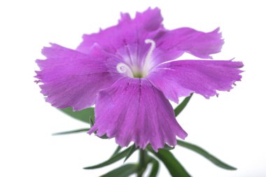  Dianthus çiçek başı beyaz arkaplanda izole edildi
