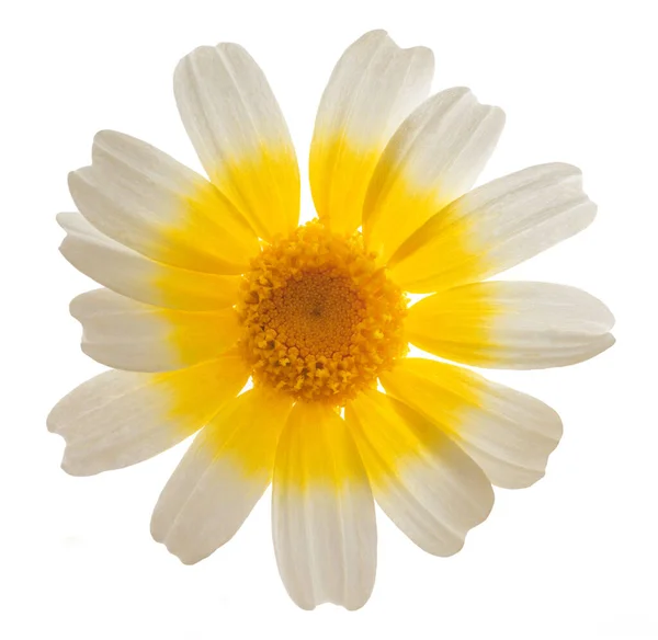 Crisantemo Guirnalda Glebionis Coronaria Aislado Sobre Fondo Blanco — Foto de Stock