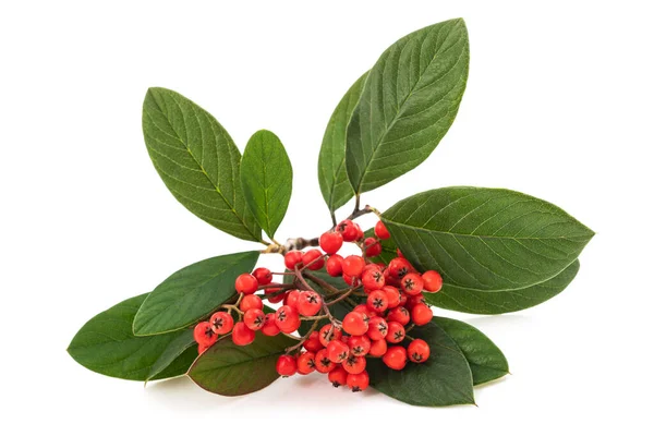 Cotoneaster Tak Met Bessen Geïsoleerd Witte Achtergrond — Stockfoto