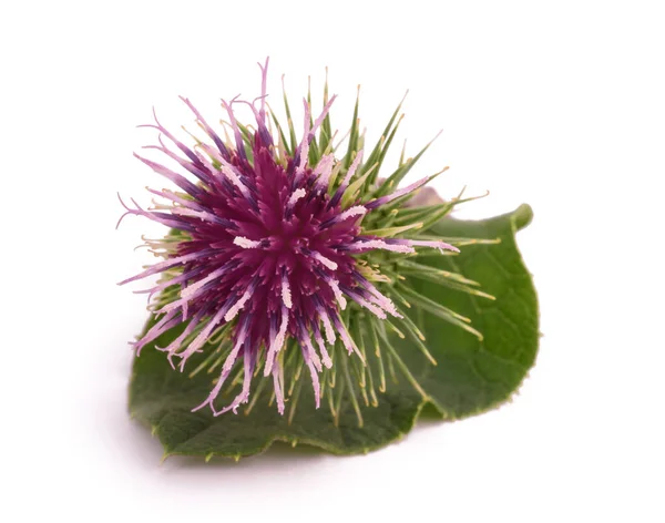 Burdock Flower Isolated White Background — Stock Photo, Image