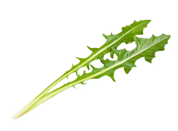 Catalogna Salad Leaves Isolated White Background — Stock Photo, Image