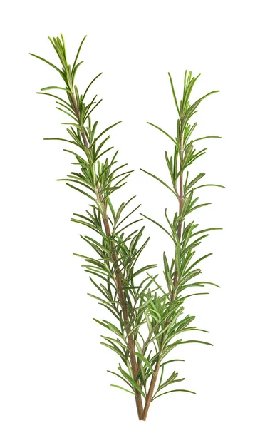 Rosemary Sprig Elszigetelt Fehér Alapon — Stock Fotó