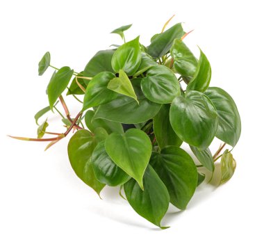 kalp yaprağı Philodendron beyaz arkaplanda izole