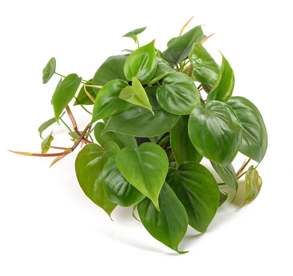 Hjärtblad Philodendron Isolerad Vit Bakgrund — Stockfoto