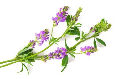 Medicago Sativa bitkisi beyaz arkaplanda izole edildi