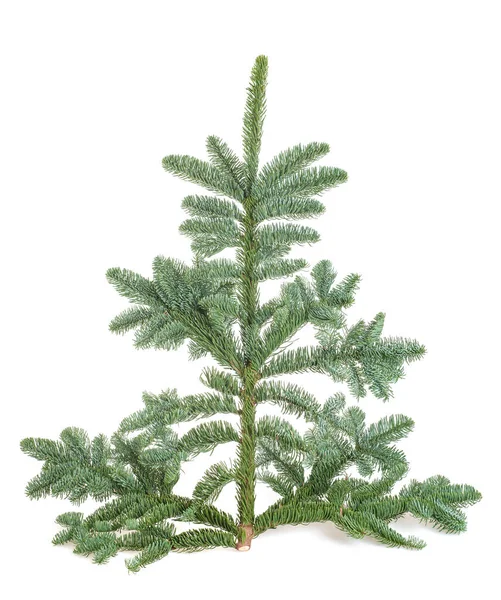 European Silver Fir Branch Isolated White — Stock Photo, Image