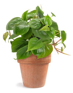kalp yaprağı Philodendron beyaz arkaplanda izole
