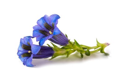 Gentiana çiçekleri (Gentiana acaulis) beyaz üzerine izole edilmiş