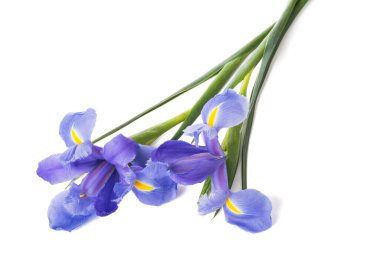 İris çiçekleri beyaz arkaplanda izole