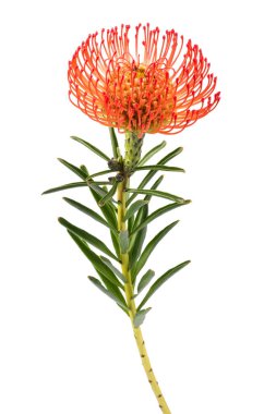 Beyaz arka planda izole edilmiş leucospermum cordifolium