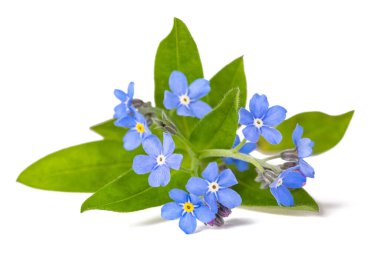 Beni unutma (Myosotis) Beyaz Arkaplanda Çiçekler