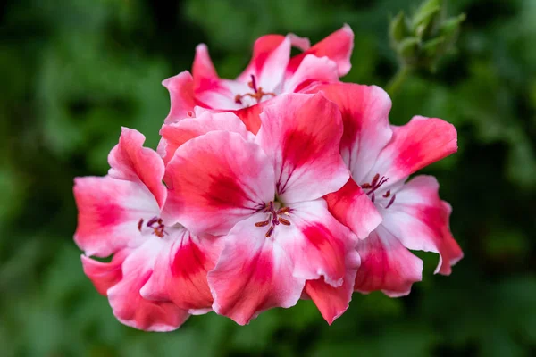 Geranium Blommor Trädgård — Stockfoto