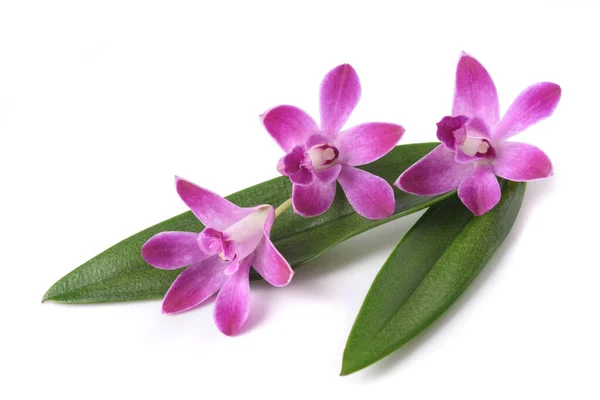 Roze Rots Orchidee Geïsoleerd Witte Achtergrond — Stockfoto