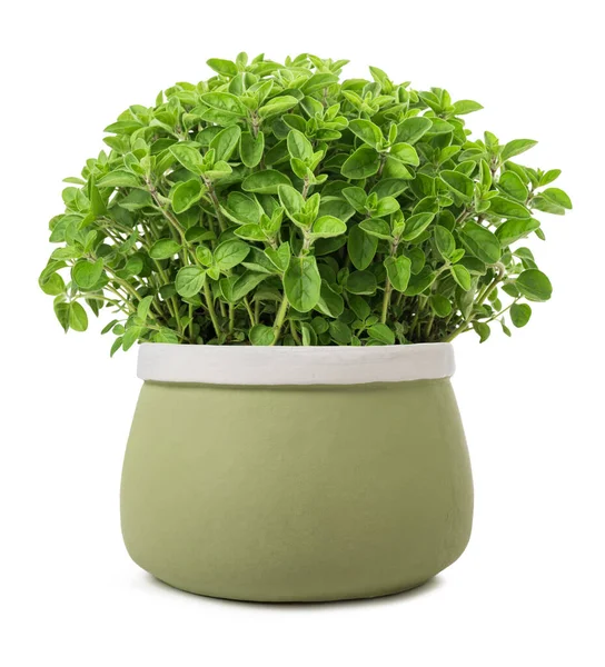 Oregano Pflanzen Der Vase Isoliert Auf Weißem Hintergrund — Stockfoto