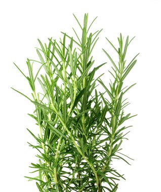 Beyaz arkaplanda izole edilmiş biberiye bitkileri