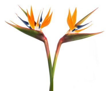Cennet kuşu (Strelitzia reginae) beyaz arka planda izole edilmiştir