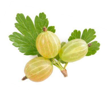 Bektaşi üzümü (Ribes uva-crispa) beyaz arkaplanda izole edilmiş
