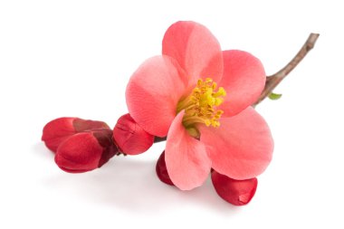 Chaenomeles speciosa flowers isolated on white background clipart