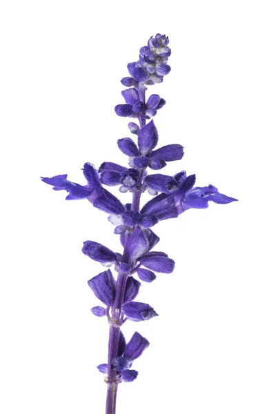 Fiore Salvia Mealycup Isolato Sfondo Bianco — Foto Stock