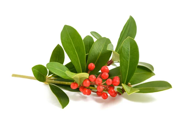 Skimmia Japonica Branch Red Berries Isolated White Background — Stock Photo, Image