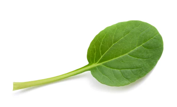 Hoja Tatsoi Aislada Sobre Fondo Blanco — Foto de Stock