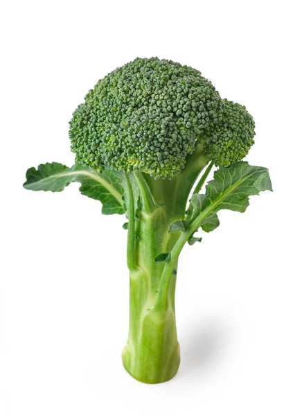 Grüner Brokkoli Isoliert Auf Weißem Hintergrund — Stockfoto