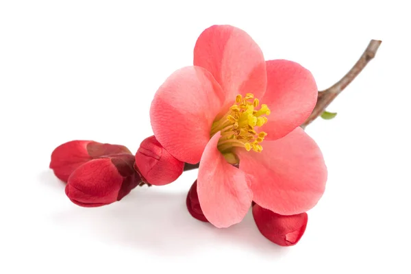 Chaenomeles Speciosa Fleurs Isolées Sur Fond Blanc — Photo