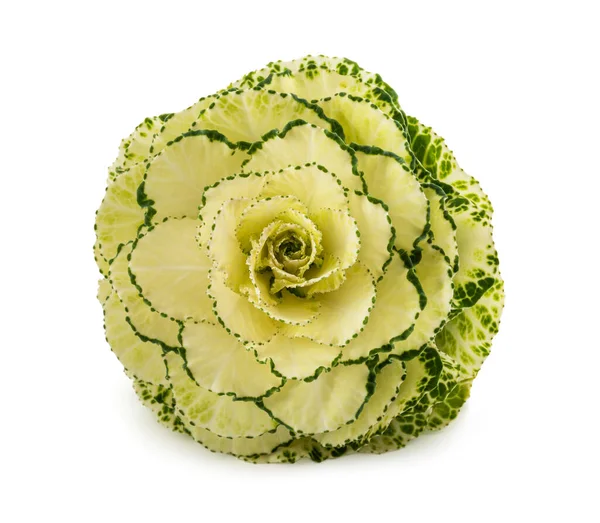 Ornamental Kale Isolated White Background — Stock Photo, Image