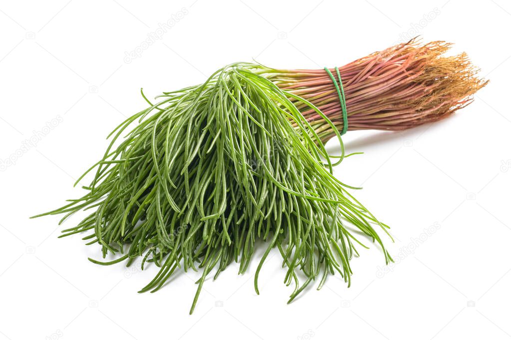 Salsola soda ( saltwort )isolated on white background