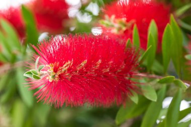 Crimson bottlebrush flowers branch with leaves clipart