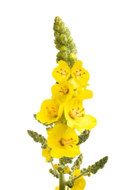 Mullein çiçekleri beyaz arkaplanda izole edilmiş