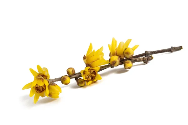 Vintersöt Eller Chimonanthus Blommor Isolerade Vit Bakgrund — Stockfoto