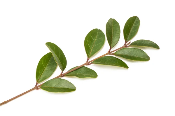 Privet Ligustru Vulgare Aislado Blanco — Foto de Stock