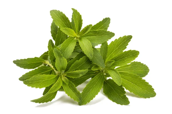 Stevia Plant Isolated White Background — Stock Photo, Image