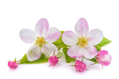 Beyaz arkaplanda tomurcukları olan elma çiçekleri