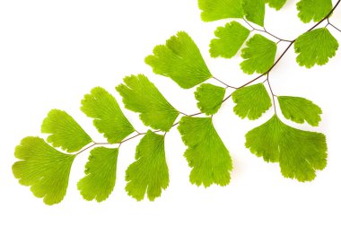 Beyaz üzerinde yalıtılmış Maidenhair eğreltiotu dalı (Adiantum capillus-veneris)