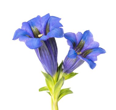 Gentiana çiçekleri (Gentiana acaulis) beyaz üzerine izole edilmiş