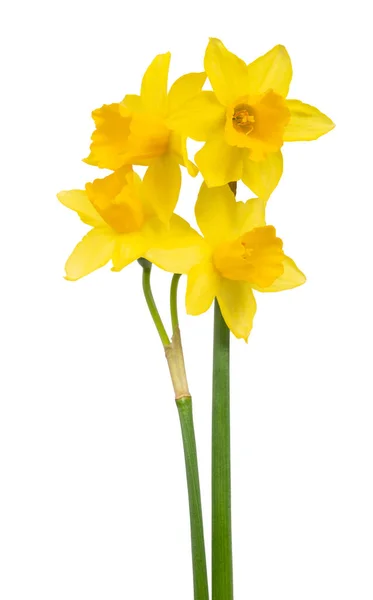 Желтый Цветок Нарцисса Изолирован Белом Фоне — стоковое фото