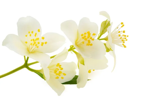 白色背景下孤立的英式山核桃花 — 图库照片