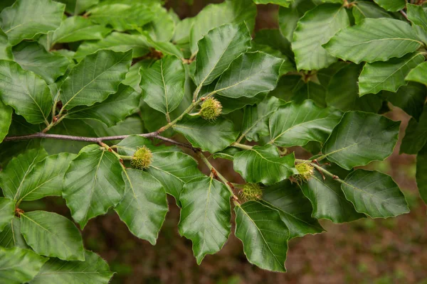 山毛榉枝 园中有豆科植物 — 图库照片