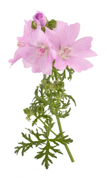 Större Mysk Malva Blommor Isolerade Vit Bakgrund — Stockfoto