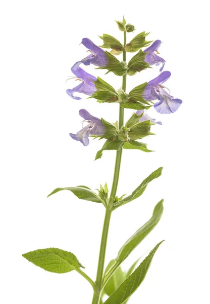 Salvia Con Fiori Isolati Sfondo Bianco — Foto Stock