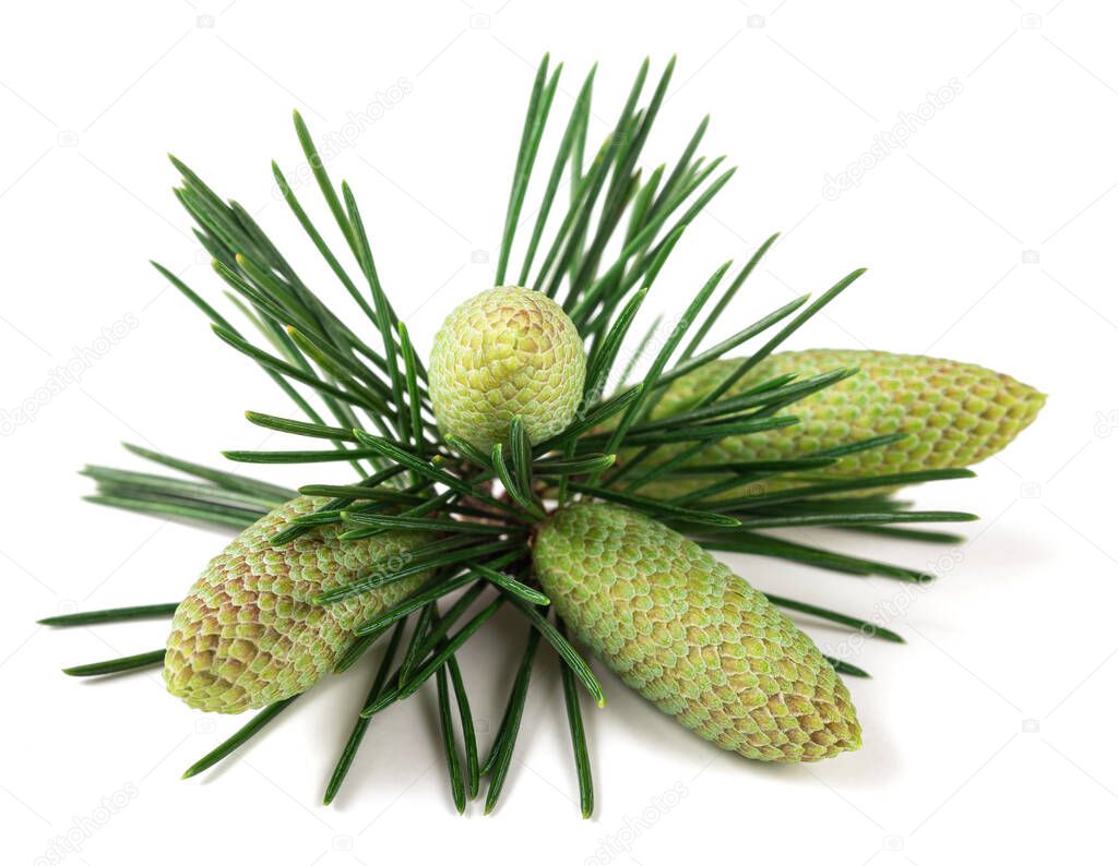 Cedrus deodara branch with cones isolated on white background