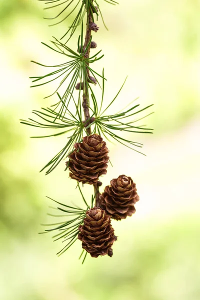 Larch Branch Cones Blurred Background — Stock fotografie