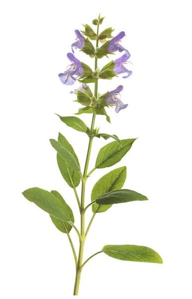 Salvia Con Fiori Isolati Sfondo Bianco — Foto Stock